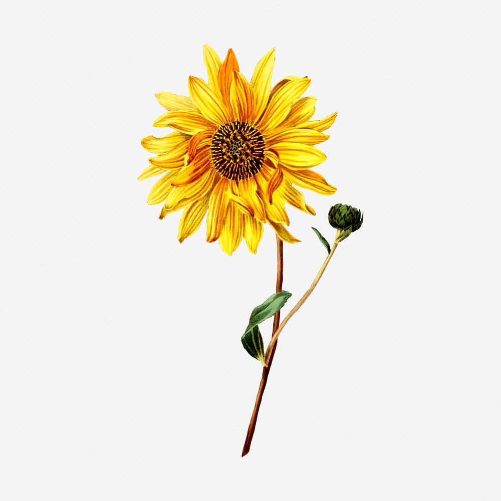 Sunflower clipart, vintage botanical illustration. Free public domain CC0 image.