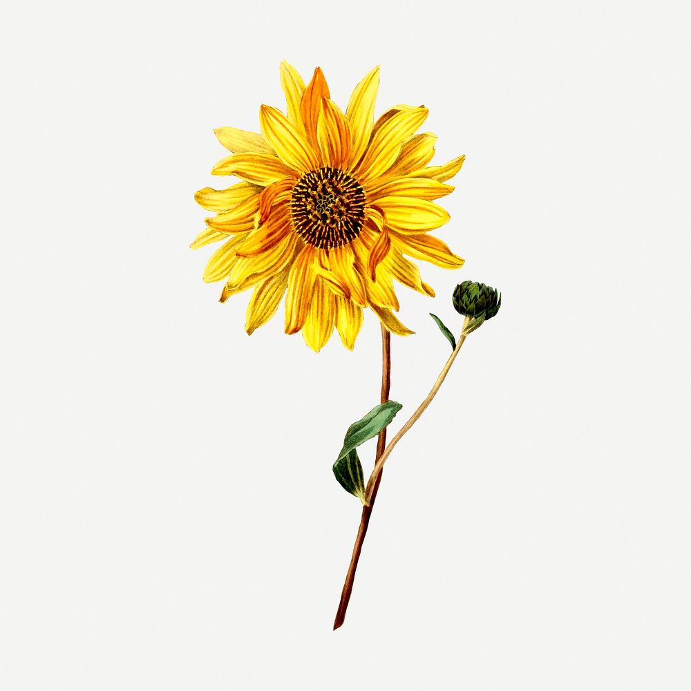 Sunflower sticker, vintage botanical illustration psd. Free public domain CC0 image.