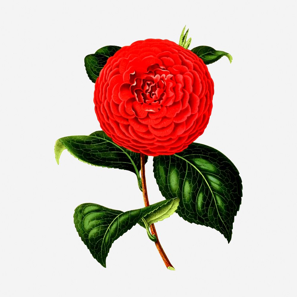 Red camellia flower clipart, vintage botanical illustration. Free public domain CC0 image.