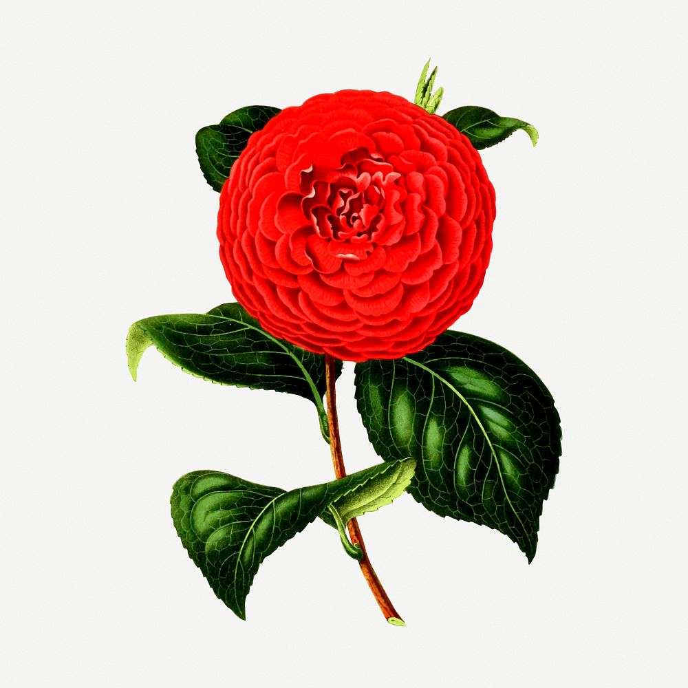 Red camellia flower sticker, vintage botanical illustration psd. Free public domain CC0 image.