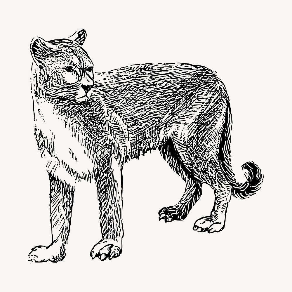 Cougar tiger drawing, vintage animal illustration vector. Free public domain CC0 image.