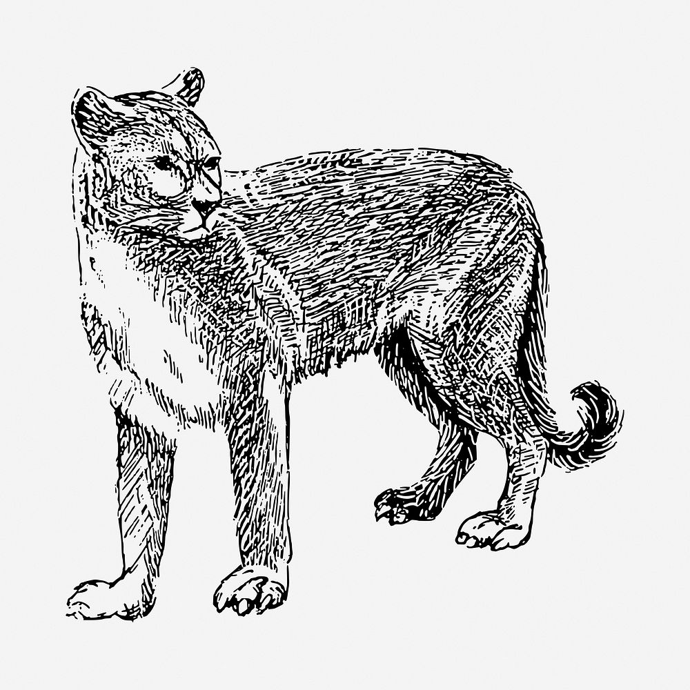 Cougar tiger drawing, vintage animal illustration. Free public domain CC0 image.