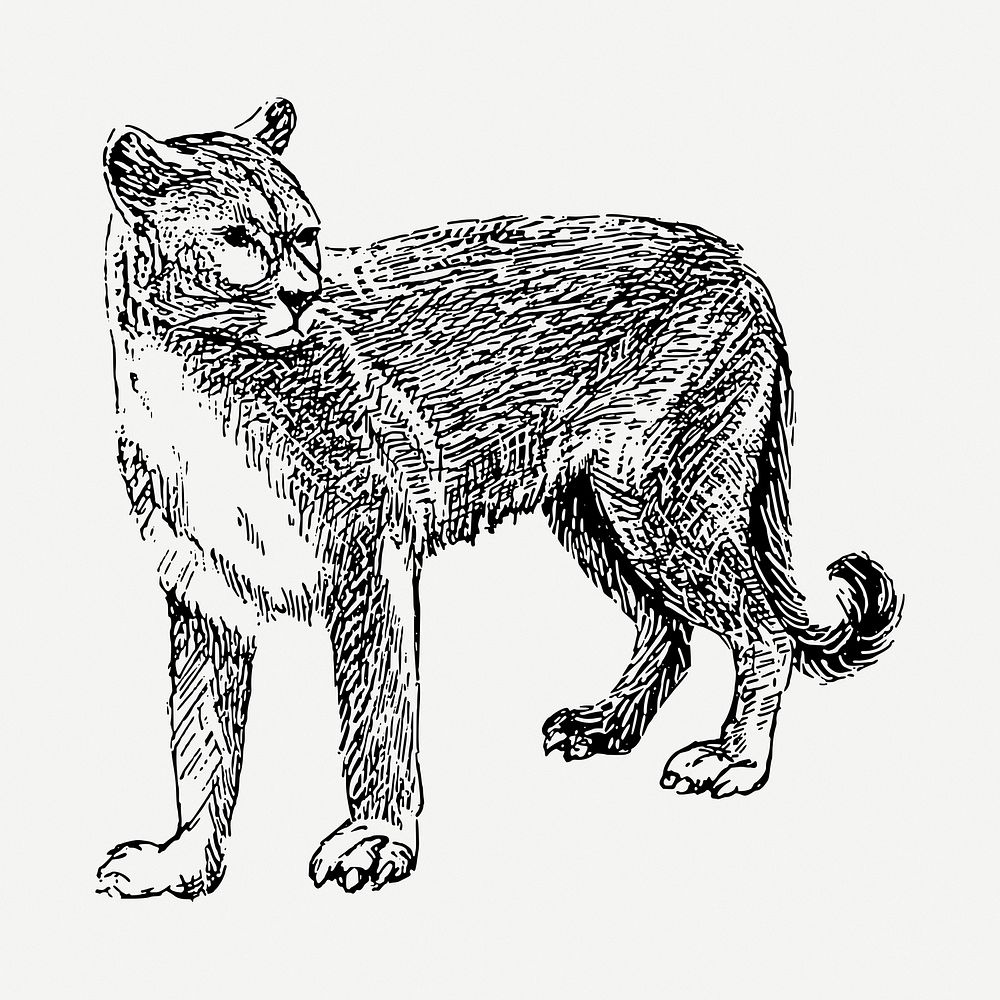 Cougar tiger drawing, vintage animal | Free PSD - rawpixel