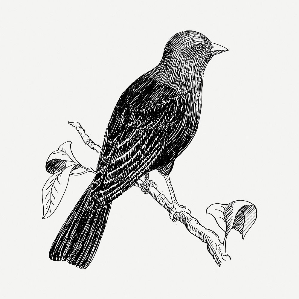 Cowbird drawing, vintage animal illustration psd. Free public domain CC0 image.