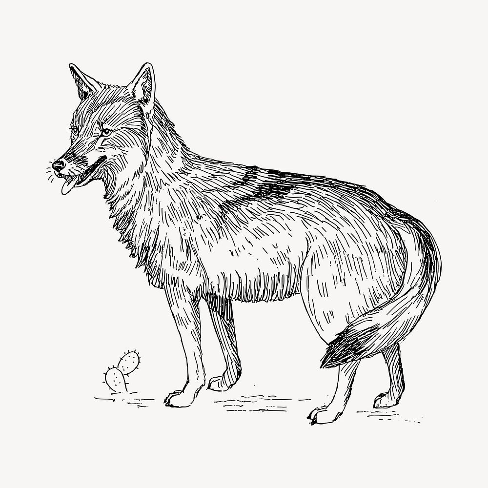Coyote drawing, vintage animal illustration vector. Free public domain CC0 image.