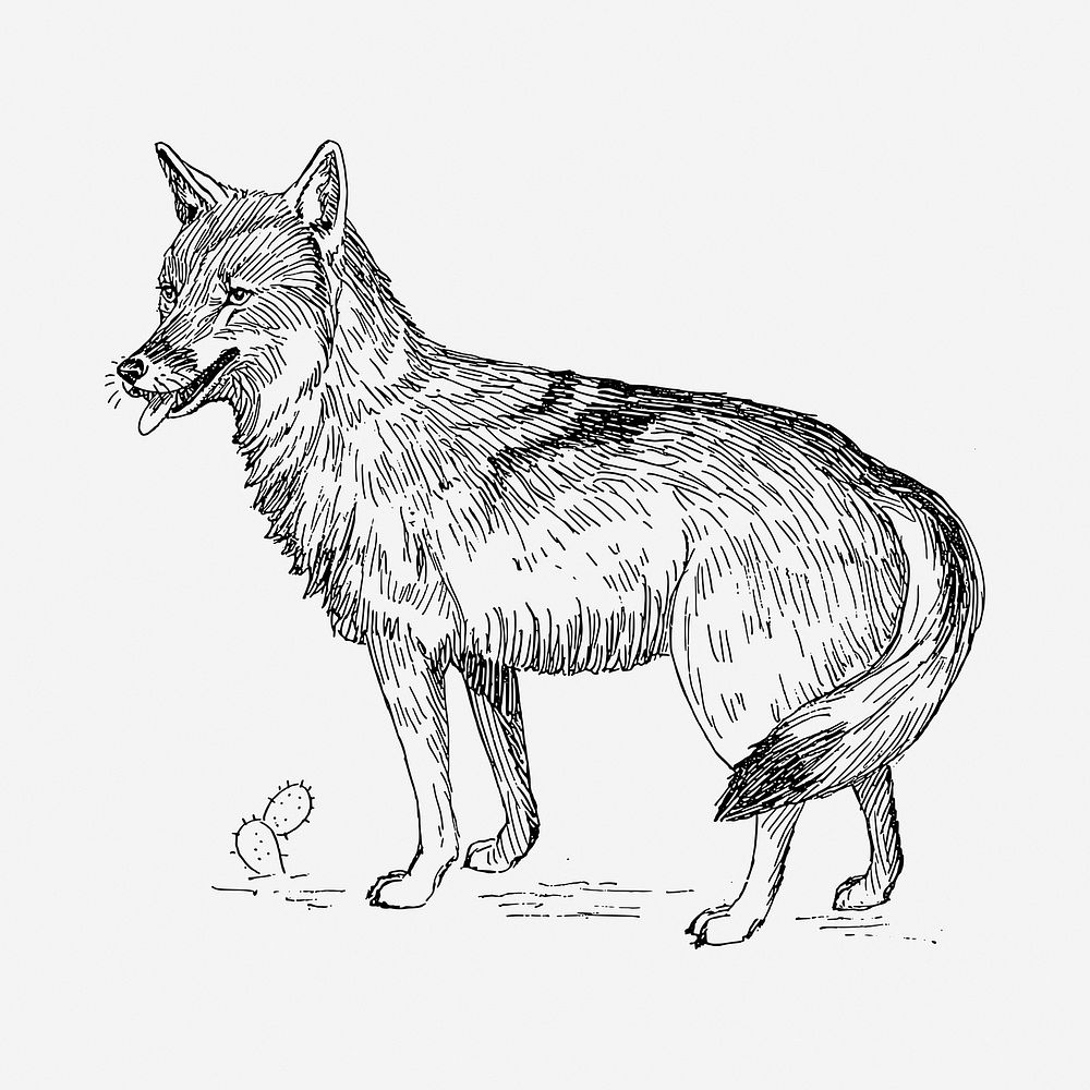 Coyote drawing, vintage animal illustration. Free public domain CC0 image.
