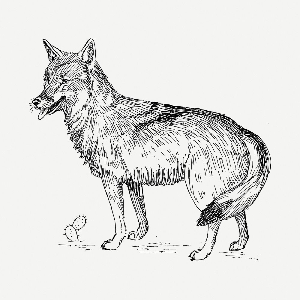 Coyote drawing, vintage animal illustration psd. Free public domain CC0 image.