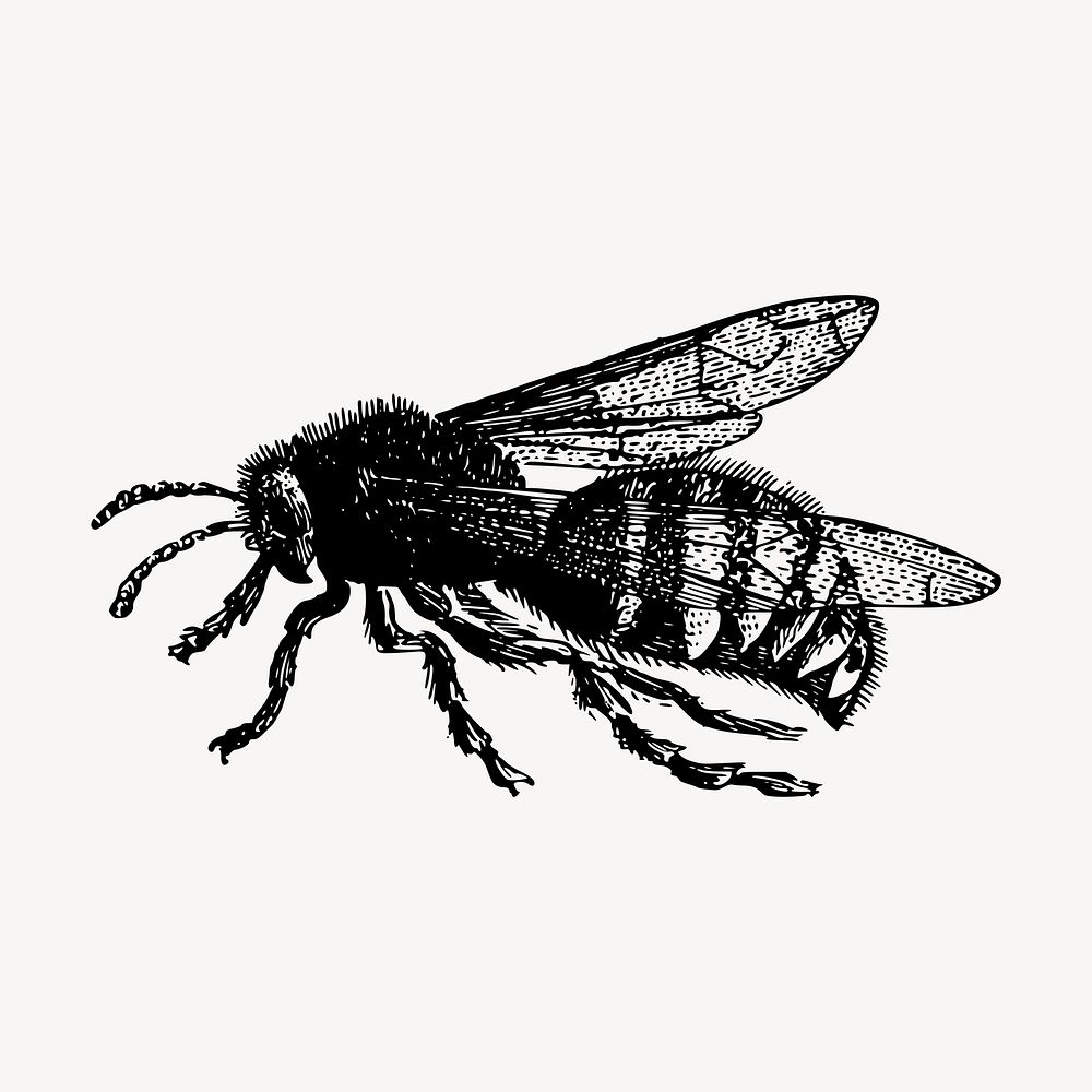 Bee drawing, vintage insect illustration vector. Free public domain CC0 image.