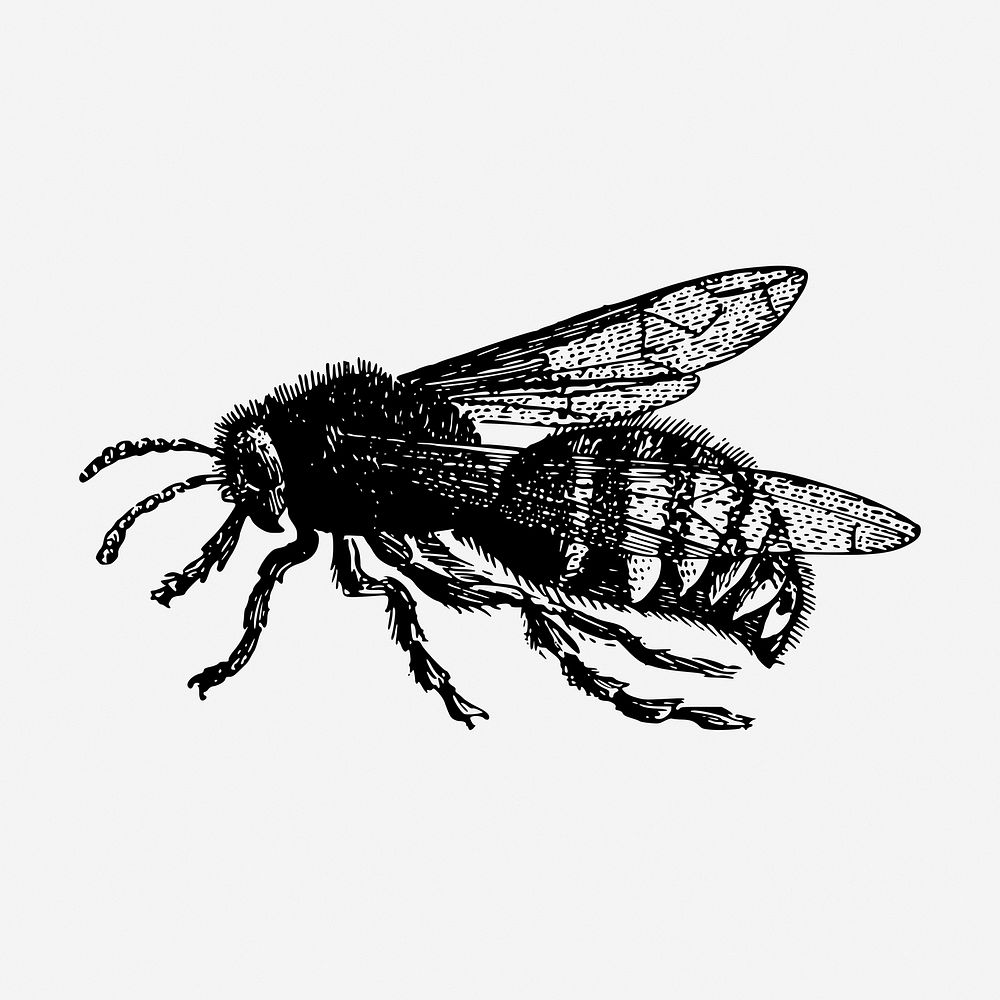 Bee drawing, vintage insect illustration. Free public domain CC0 image.