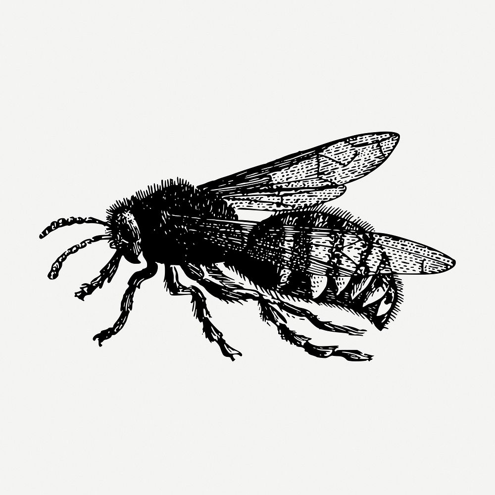 Bee drawing, vintage insect illustration psd. Free public domain CC0 image.