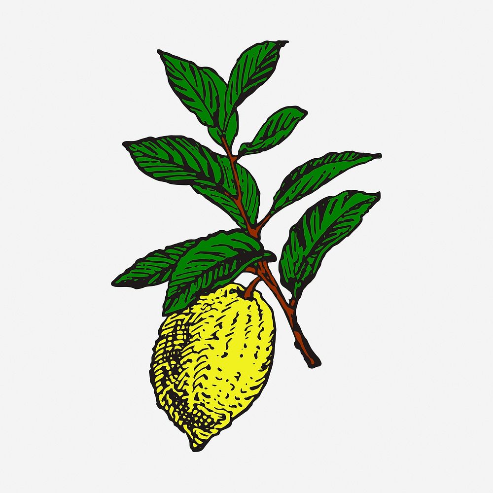 Lemon clipart, vintage fruit illustration. Free public domain CC0 image.