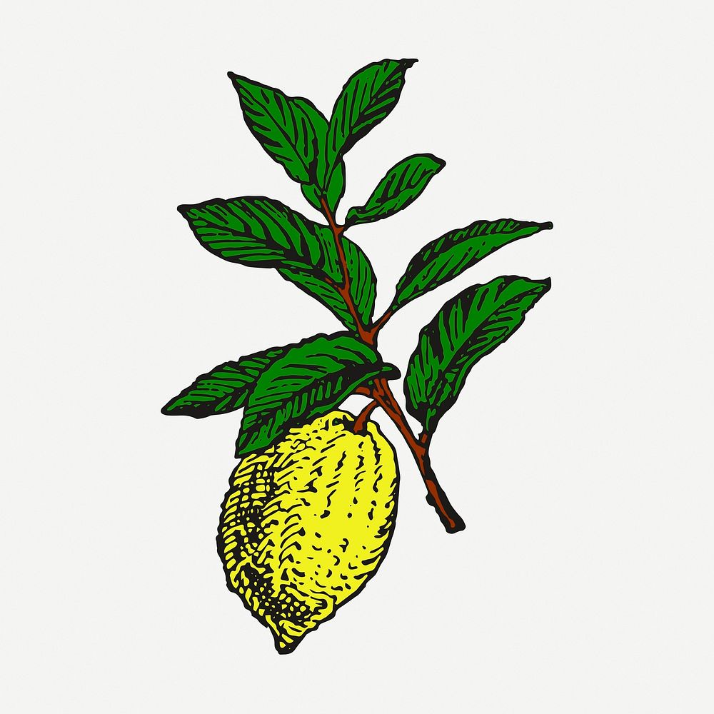 Lemon sticker, vintage fruit illustration psd. Free public domain CC0 image.