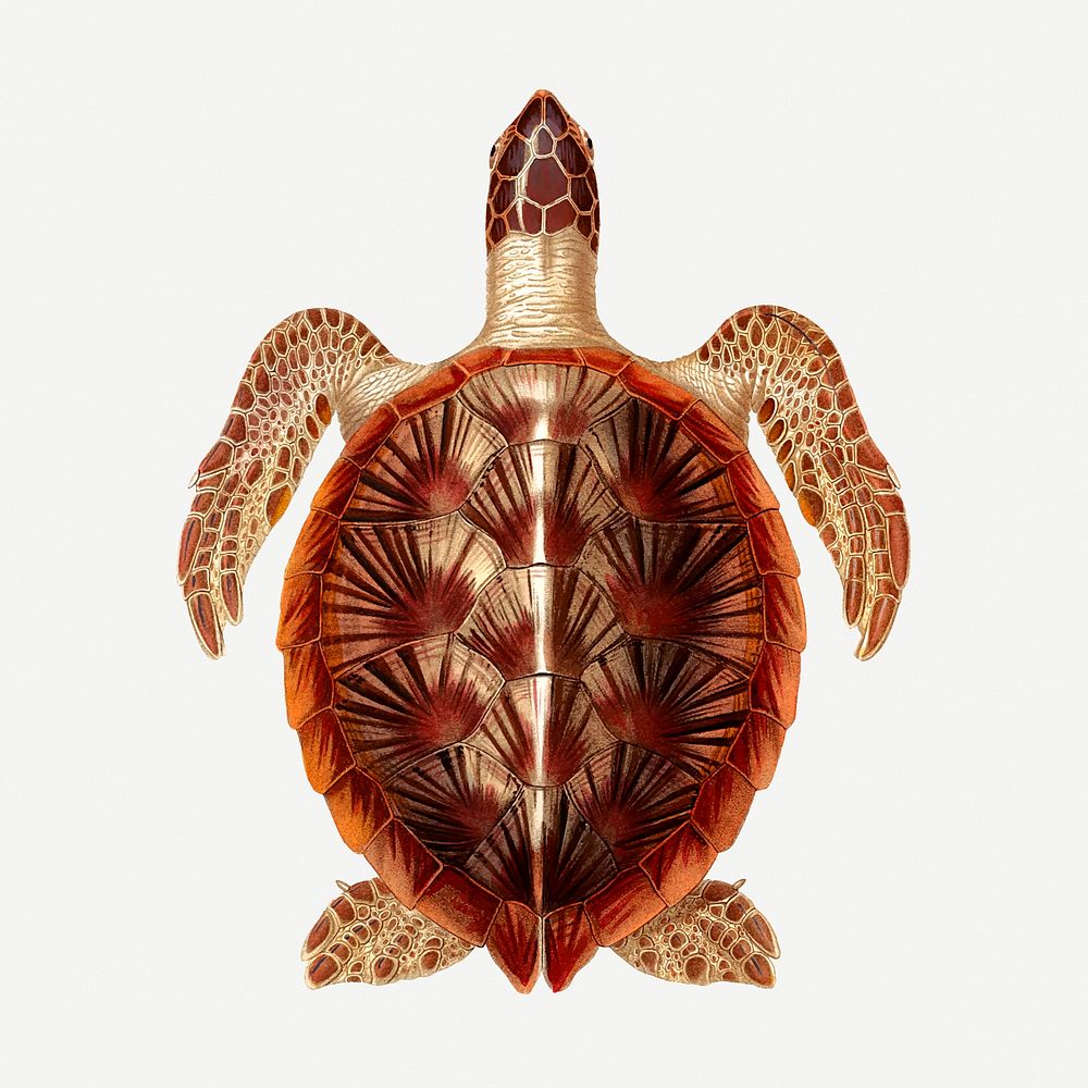 Sea turtle sticker, vintage sea animal illustration psd. Free public domain CC0 image.