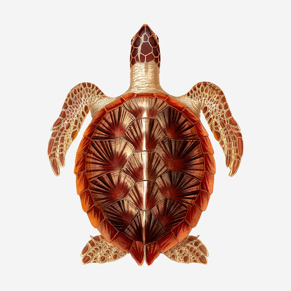 Sea turtle clipart, vintage sea animal illustration. Free public domain CC0 image.