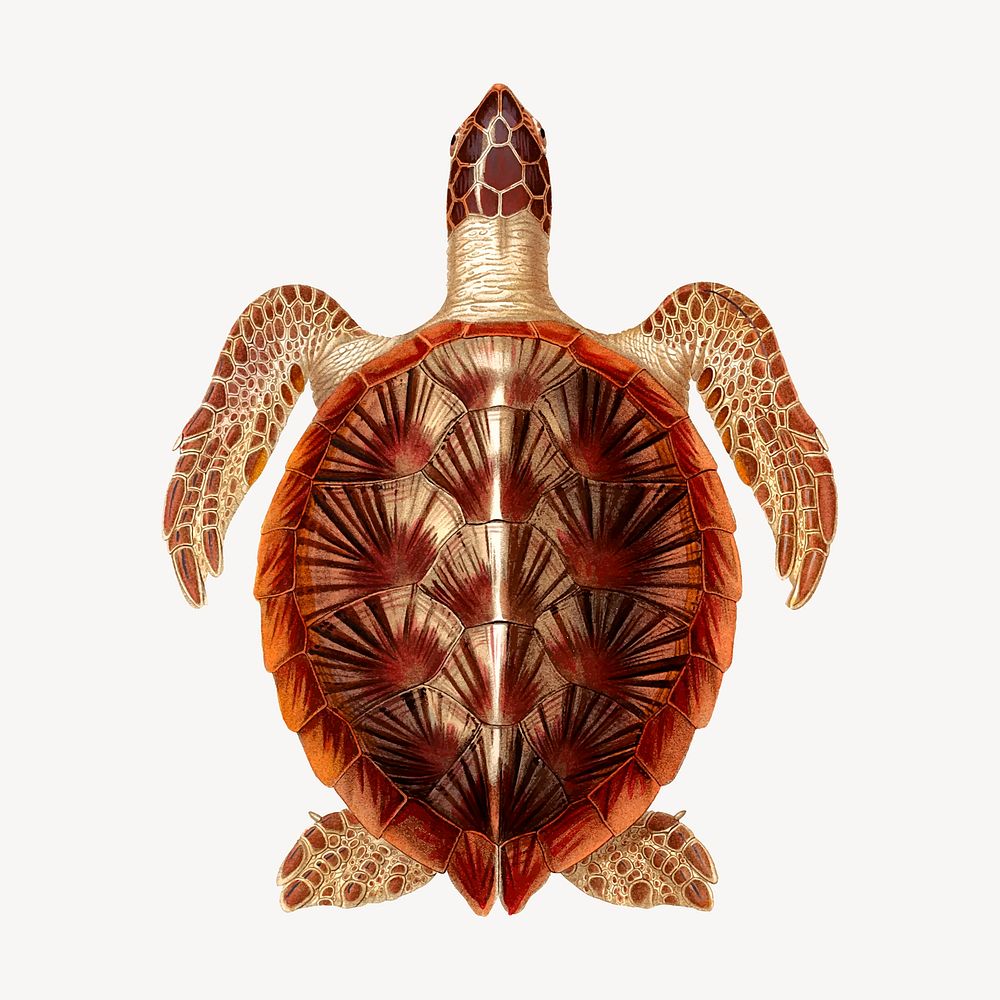 Sea turtle clipart, vintage sea animal illustration vector. Free public domain CC0 image.