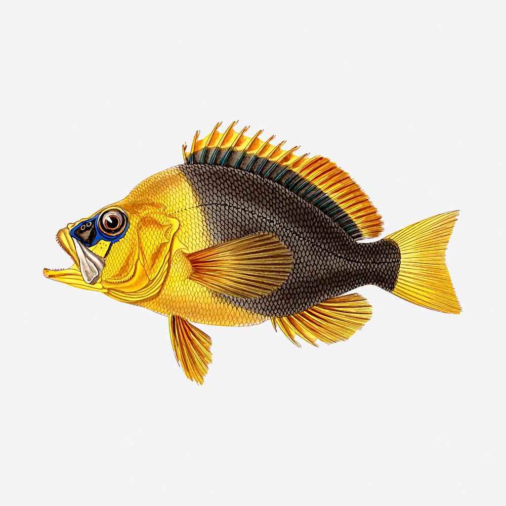 Yellow fish clipart, vintage sea animal illustration. Free public domain CC0 image.