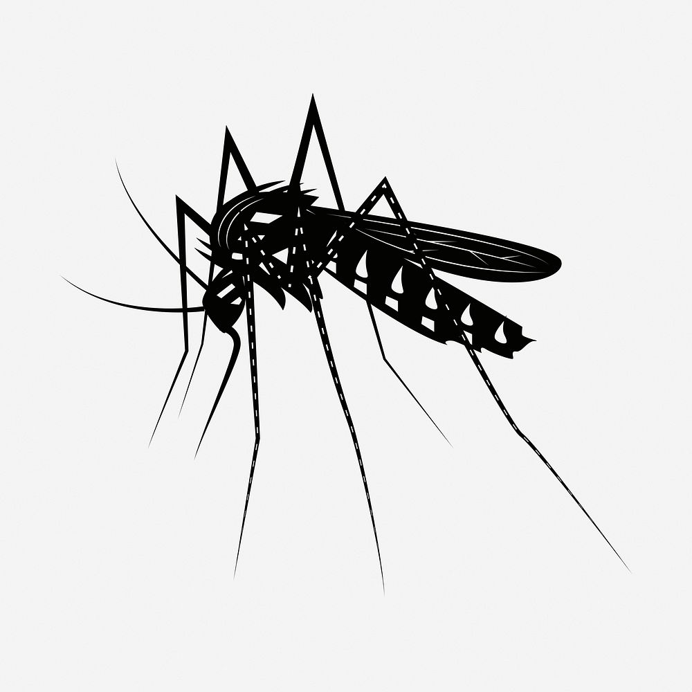 Mosquito drawing, vintage insect illustration. Free public domain CC0 image.