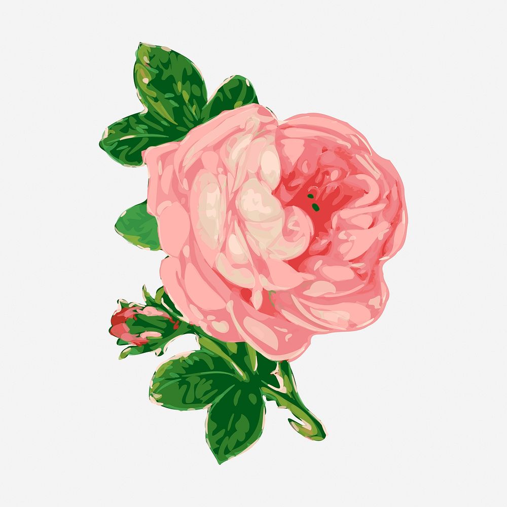 Pink rose flower clipart, vintage botanical illustration. Free public domain CC0 image.