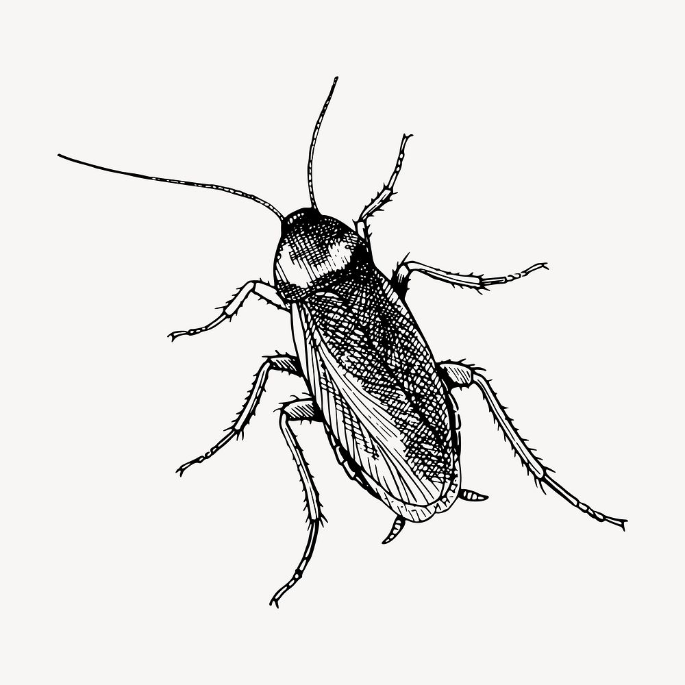 Cockroach drawing, vintage insect illustration vector. Free public domain CC0 image.