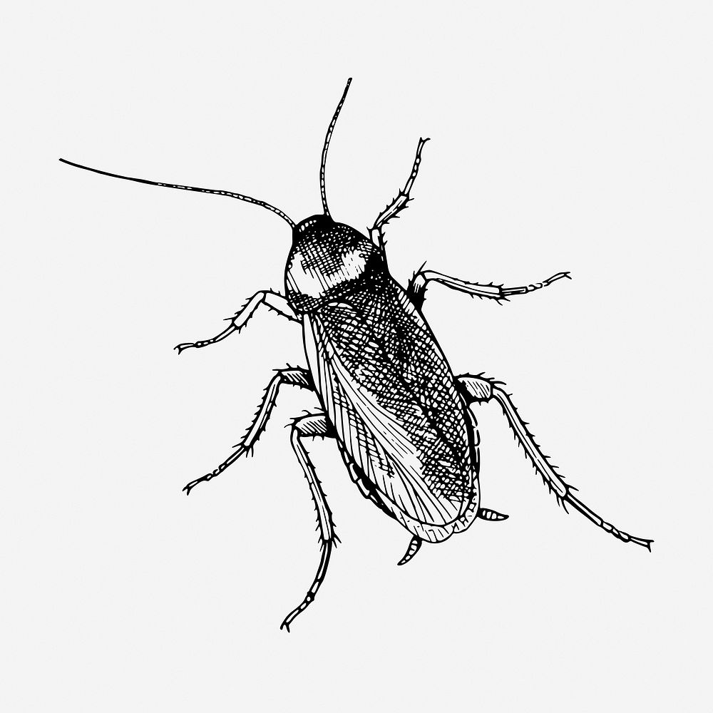 Cockroach drawing, vintage insect illustration. Free public domain CC0 image.