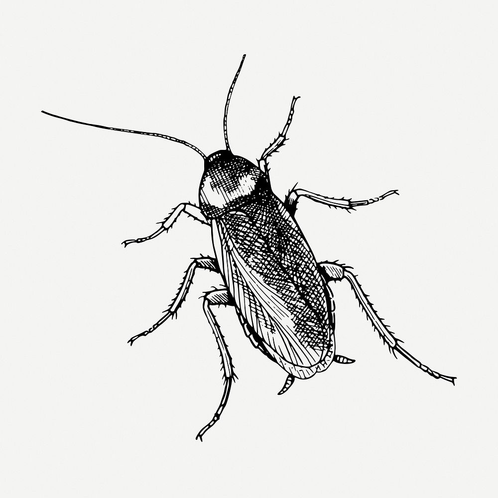 Cockroach drawing, vintage insect illustration psd. Free public domain CC0 image.