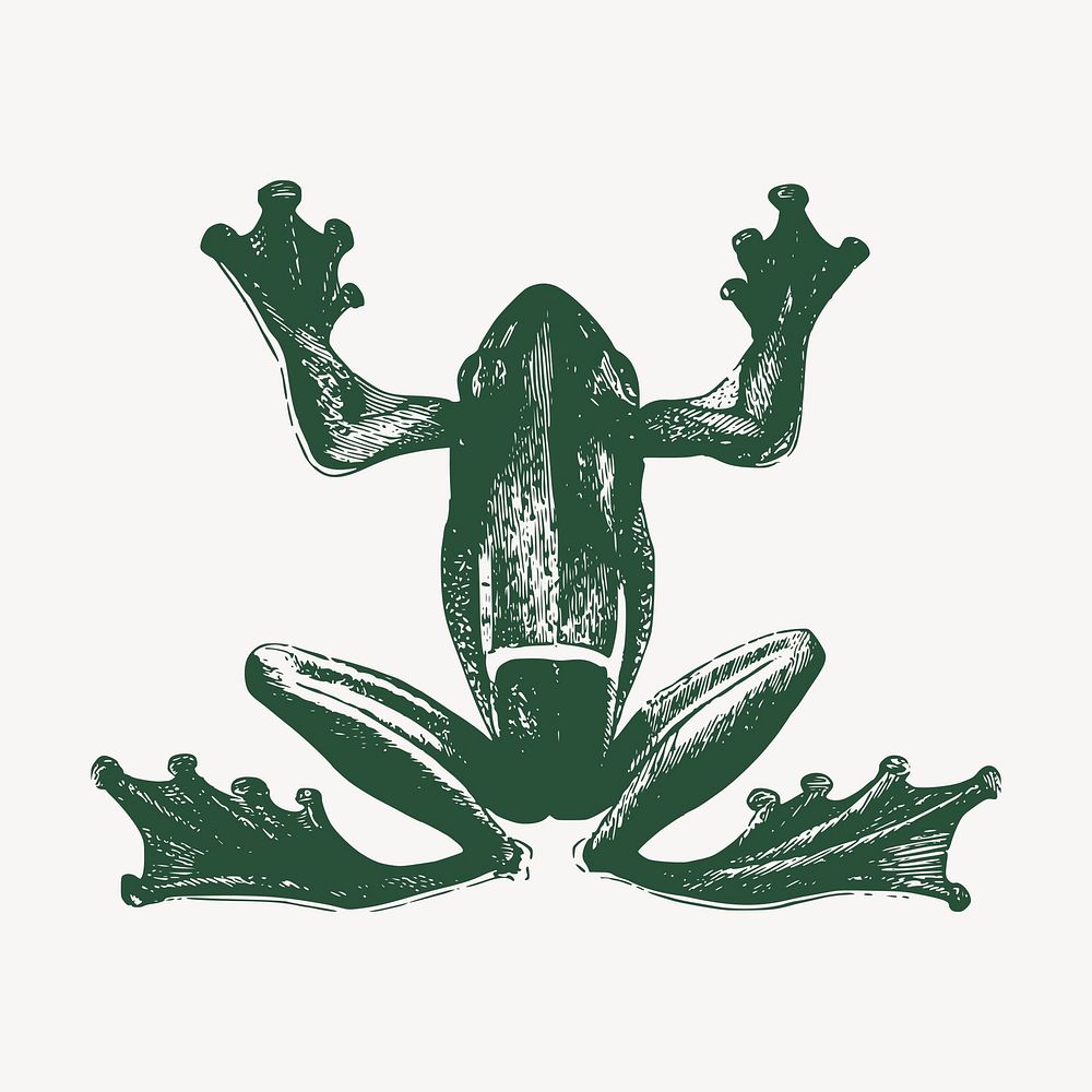 Green frog clipart, vintage animal illustration vector. Free public domain CC0 image.