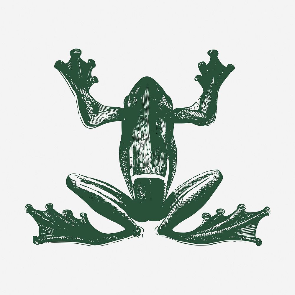 Green frog clipart, vintage animal illustration. Free public domain CC0 image.