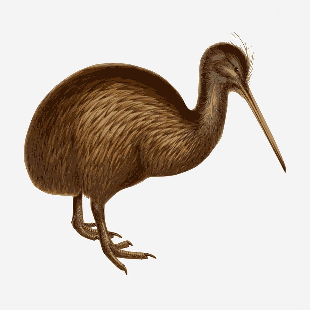 Kiwi bird clipart, vintage animal illustration. Free public domain CC0 image.