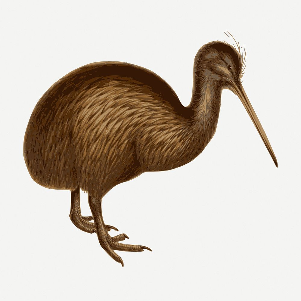 Kiwi bird sticker, vintage animal illustration psd. Free public domain CC0 image.