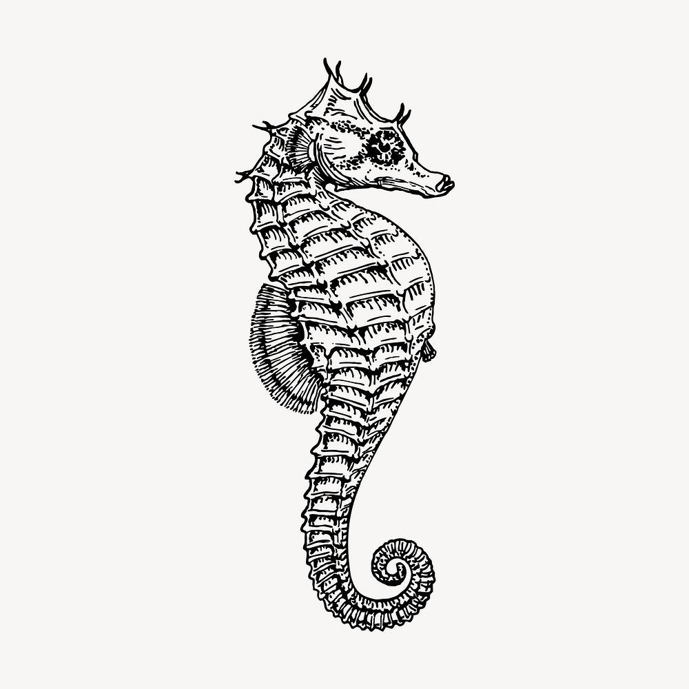 Seahorse drawing, vintage sea animal illustration vector. Free public domain CC0 image.