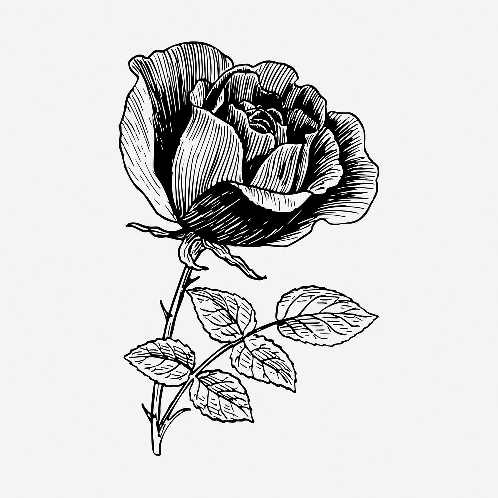 Rose flower drawing, vintage botanical illustration. Free public domain CC0 image.