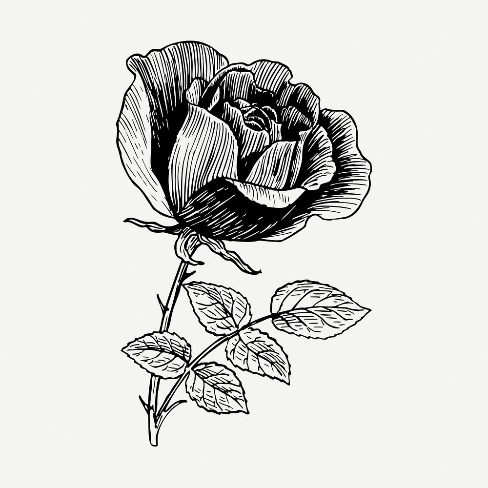 Rose flower drawing, vintage botanical illustration psd. Free public domain CC0 image.