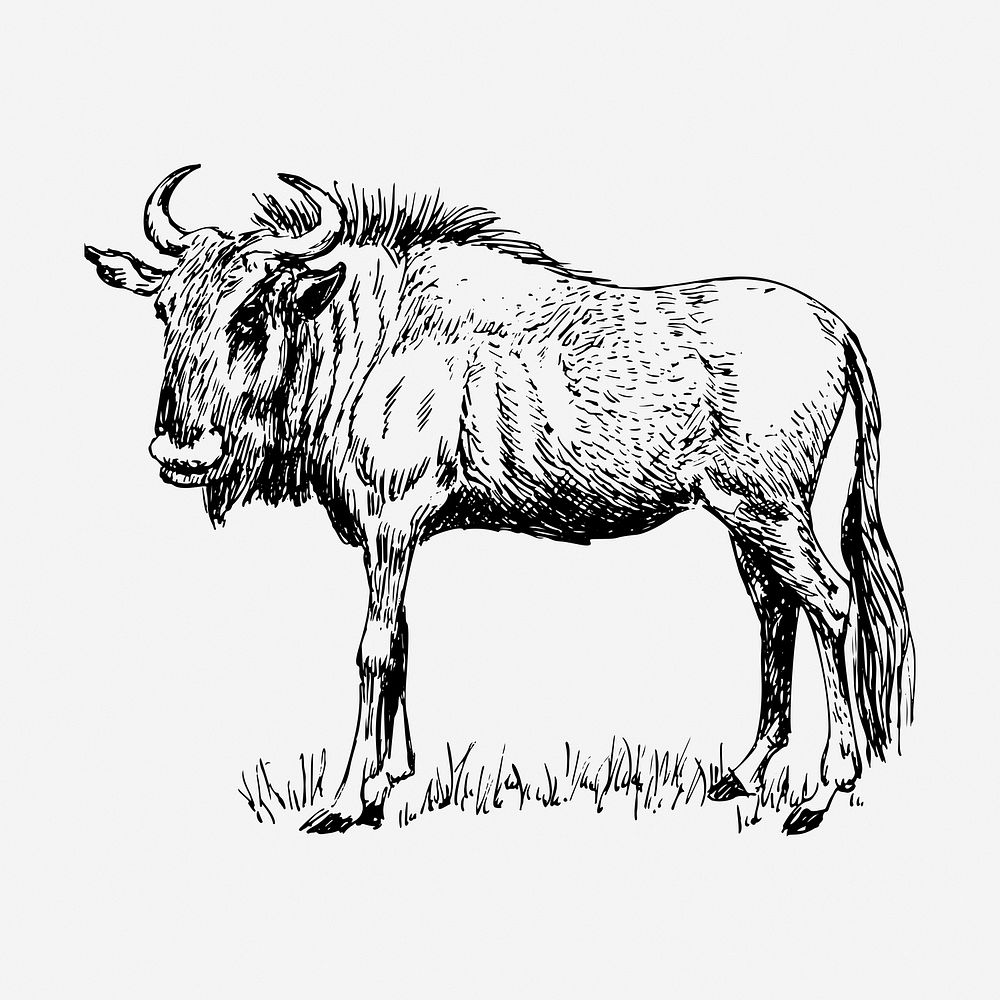 Wildebeest gnu drawing, vintage animal illustration. Free public domain CC0 image.