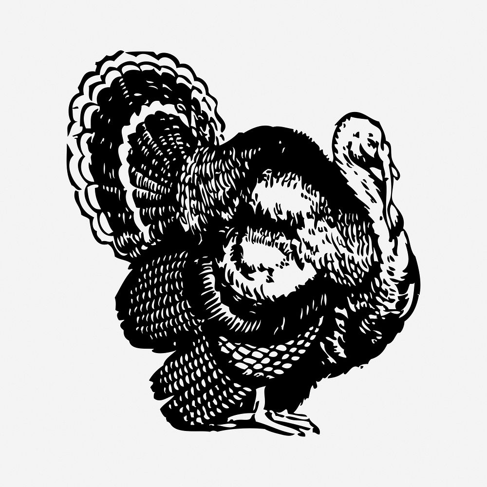 Turkey drawing, farm animal vintage illustration. Free public domain CC0 image.