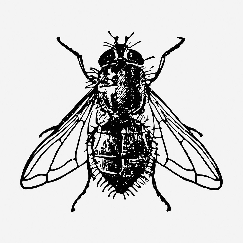 Fly drawing, insect vintage illustration. Free public domain CC0 image.