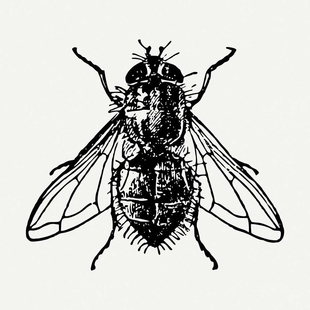 Fly drawing, insect vintage illustration psd. Free public domain CC0 image.