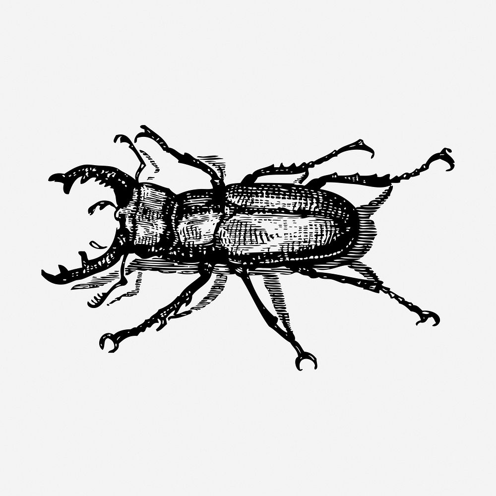 Staghorn beetle drawing, bug vintage illustration. Free public domain CC0 image.