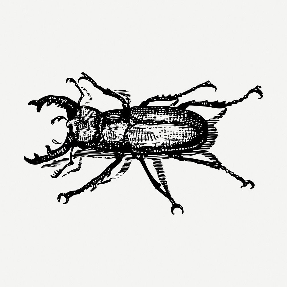 Staghorn beetle drawing, bug vintage illustration psd. Free public domain CC0 image.