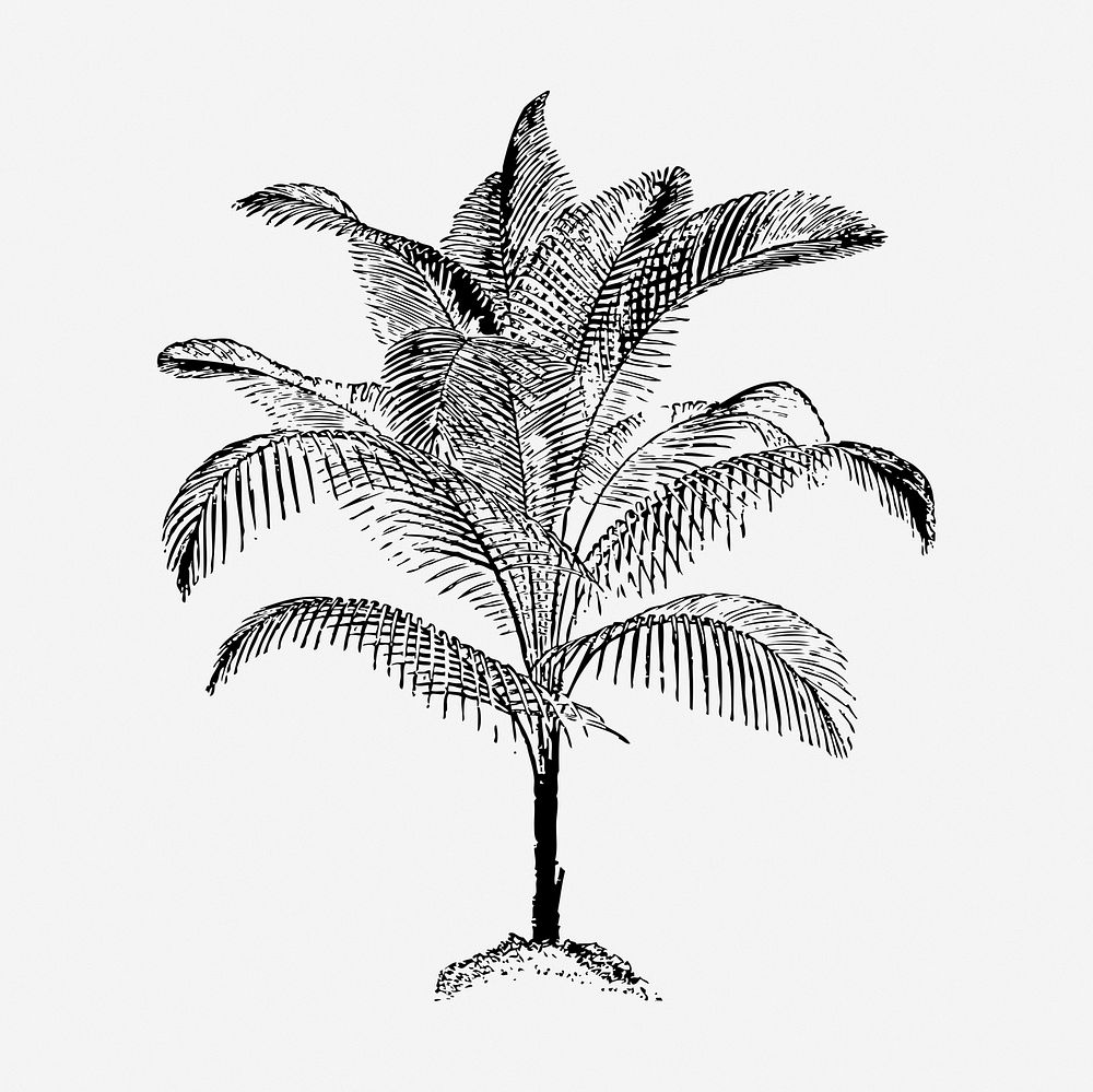 Palm tree clipart, botanical vintage illustration vector. Free public domain CC0 image.