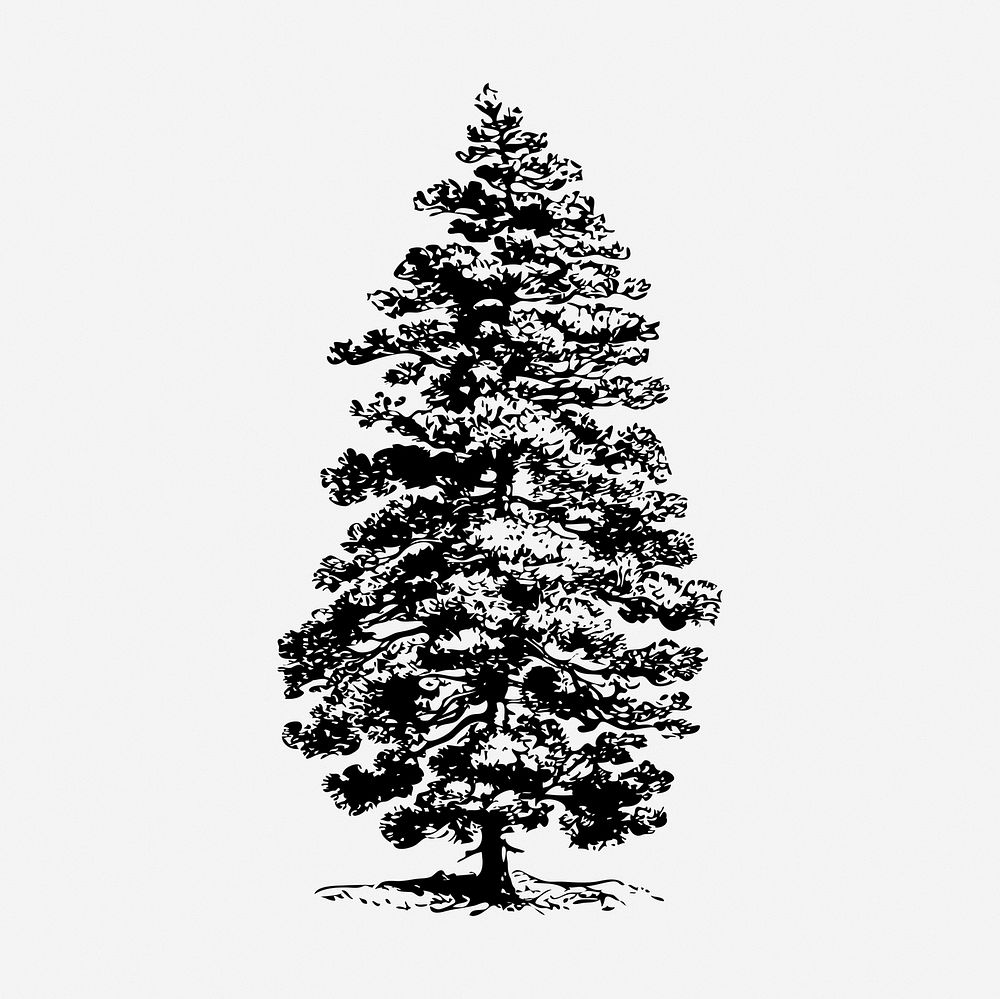 Pine tree drawing, botanical vintage illustration. Free public domain CC0 image.
