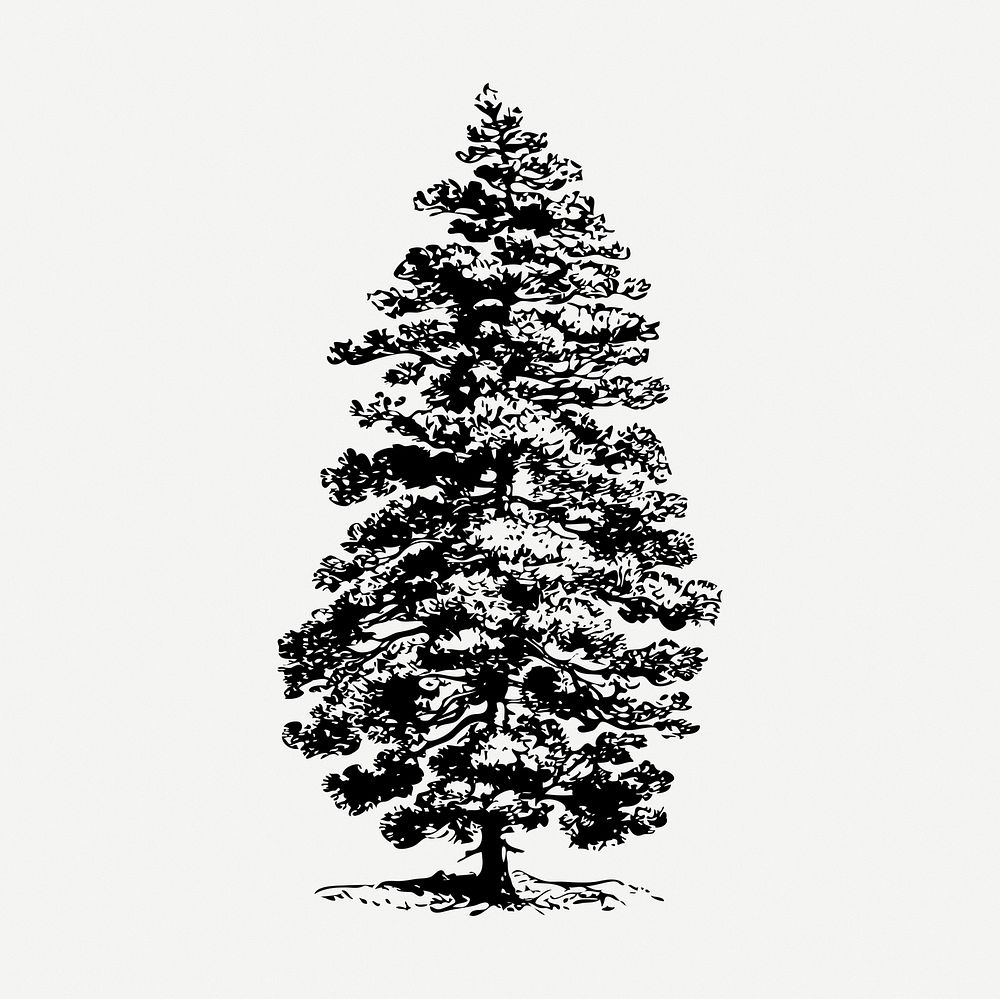 Pine tree drawing, botanical vintage illustration psd. Free public domain CC0 image.
