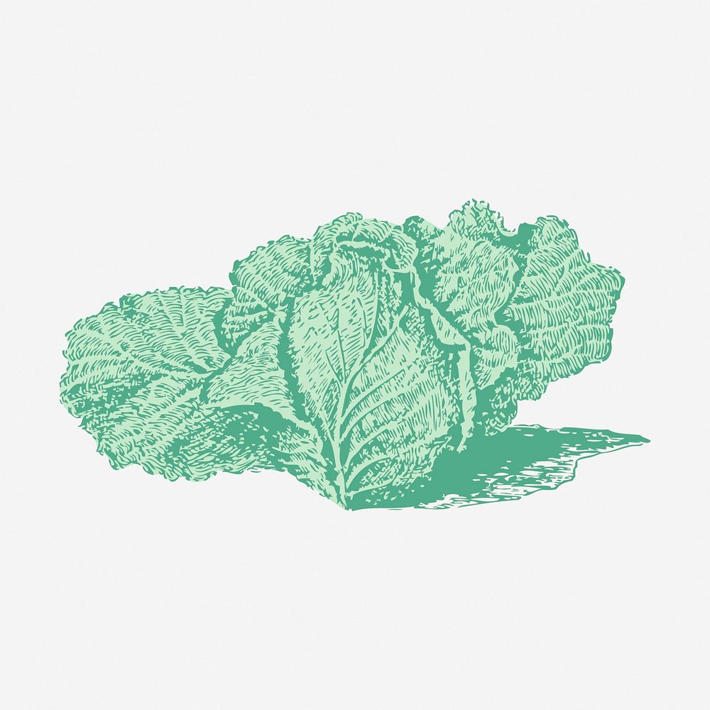 Jersey cabbage clipart, vegetable vintage illustration vector. Free public domain CC0 image.