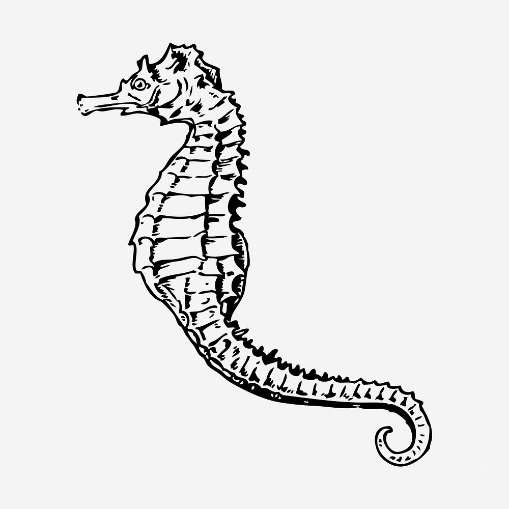 Seahorse drawing, sea animal vintage illustration. Free public domain CC0 image.