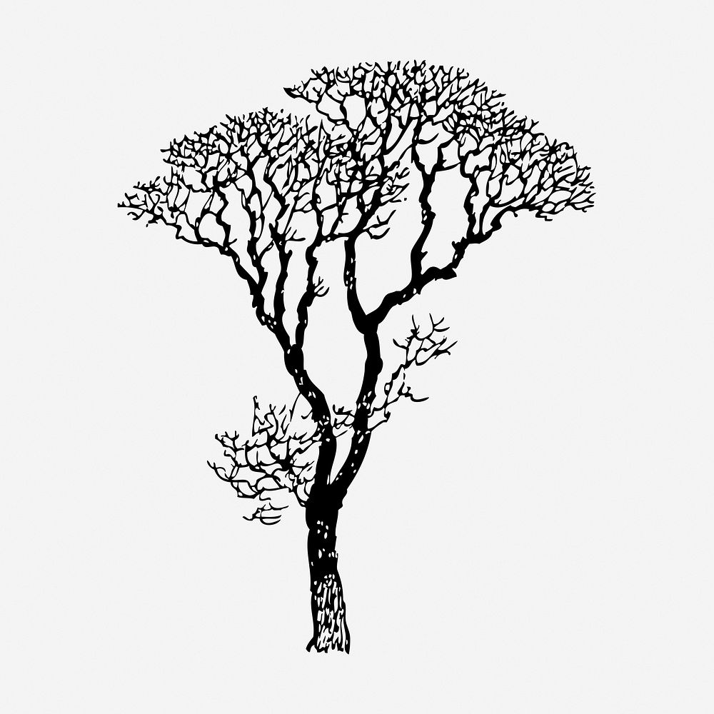 Bare tree drawing, botanical vintage illustration. Free public domain CC0 image.