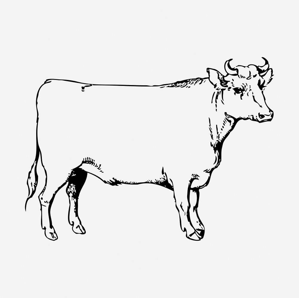 Cow, bull drawing, farm animal vintage illustration. Free public domain CC0 image.