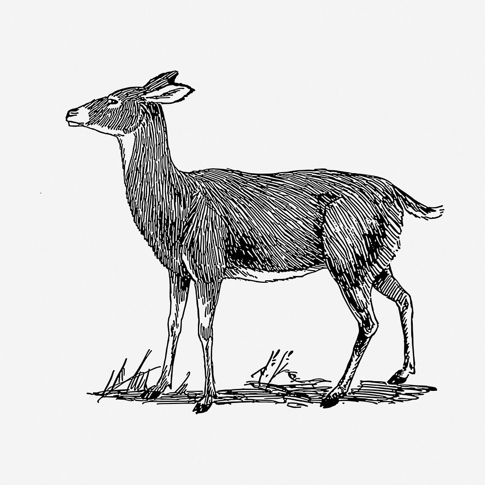 Doe deer clipart, animal vintage illustration vector. Free public domain CC0 image.