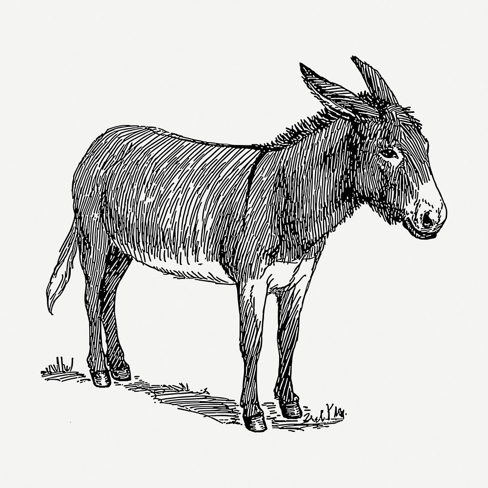 Donkey drawing, animal vintage illustration psd. Free public domain CC0 image.