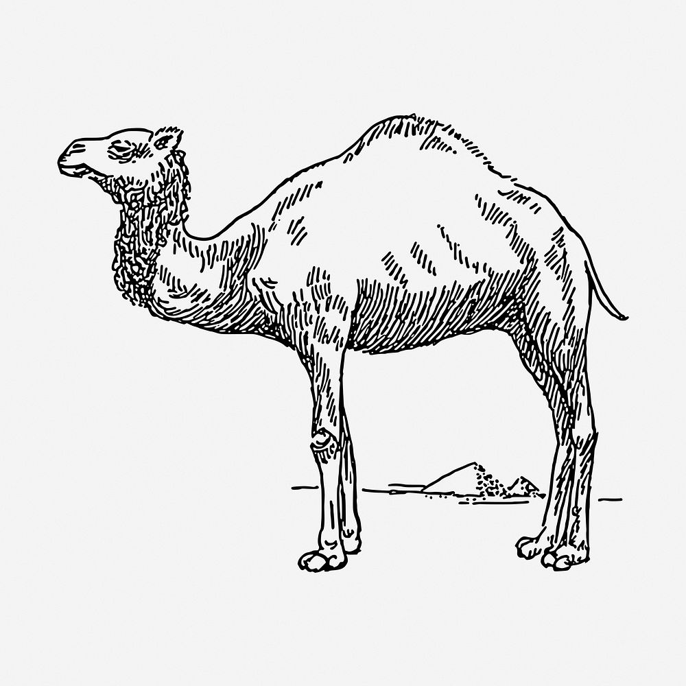 Camel drawing, animal vintage illustration. Free public domain CC0 image.