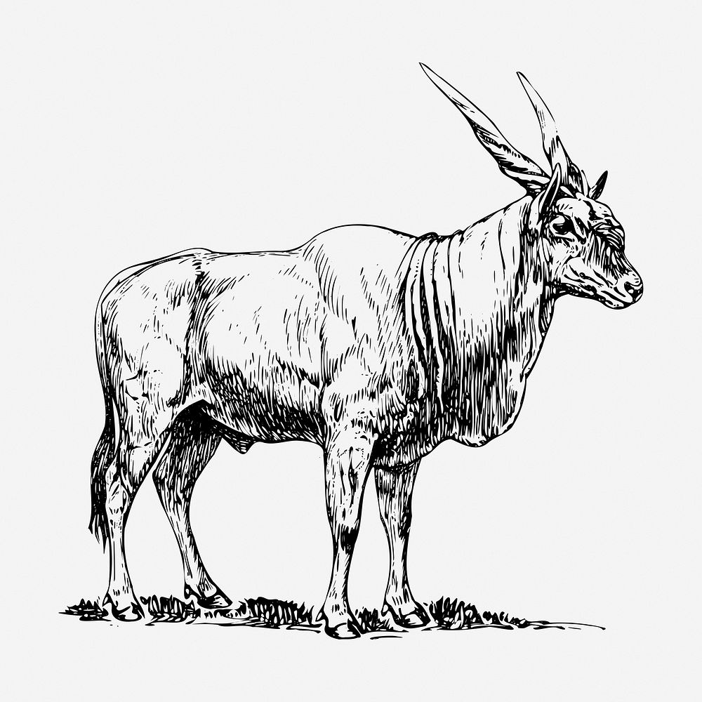 Eland drawing, animal vintage illustration. Free public domain CC0 image.