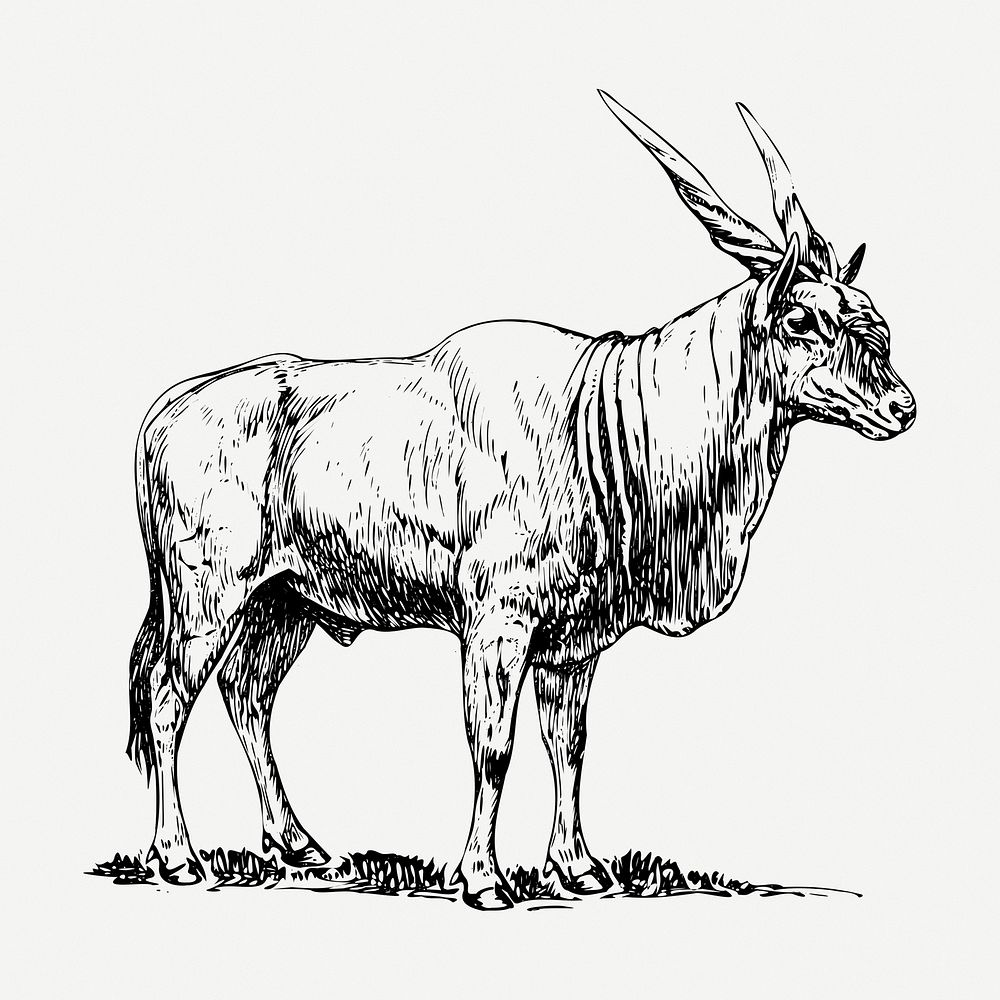 Eland drawing, animal vintage illustration psd. Free public domain CC0 image.